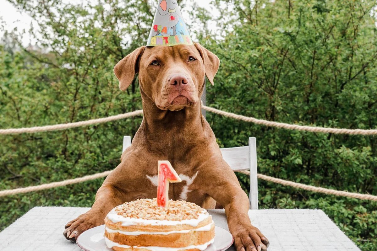 doggie-birthday-cake-recipe